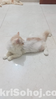 Parsian Cat